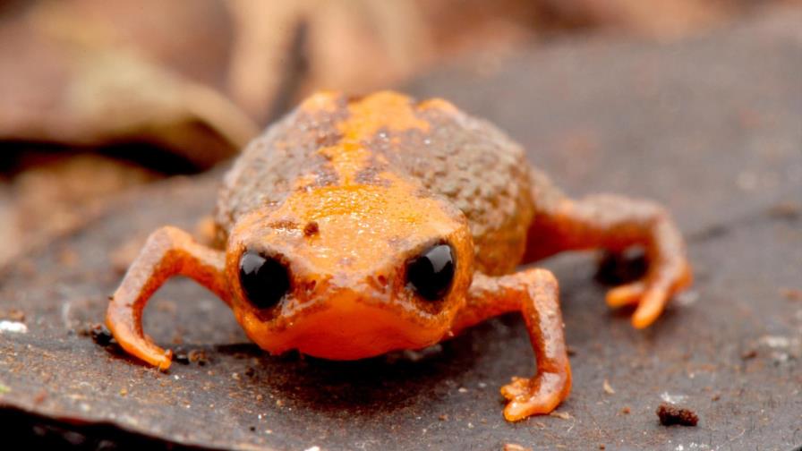 Descubren una nueva especie de sapo que mide sólo un centímetro