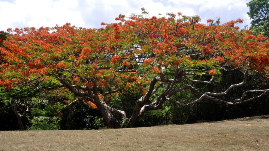 Las flores del Jardín Botánico Nacional muestran su más bello estado