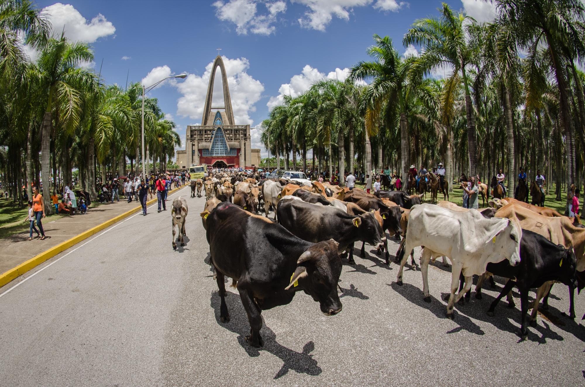 Los toros que como cada agosto recibe diócesis católica de La Altagracia son subastados en la Feria Agropecuaria de la Región Este y con el dinero recaudado se realizan labores de asistencia social.