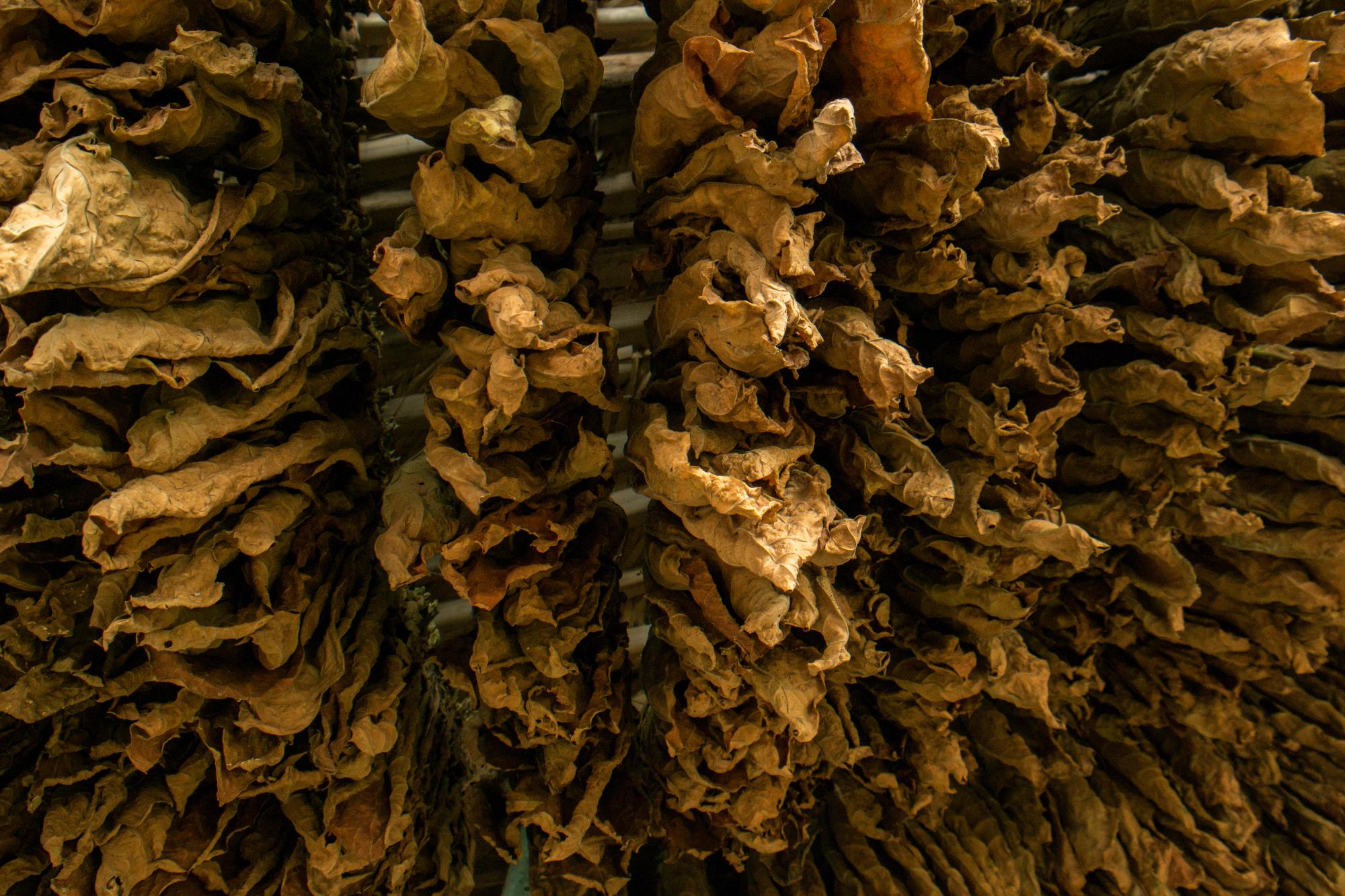 Sartas de tabaco secando en un rancho en la provincia Espaillat, República Dominicana.