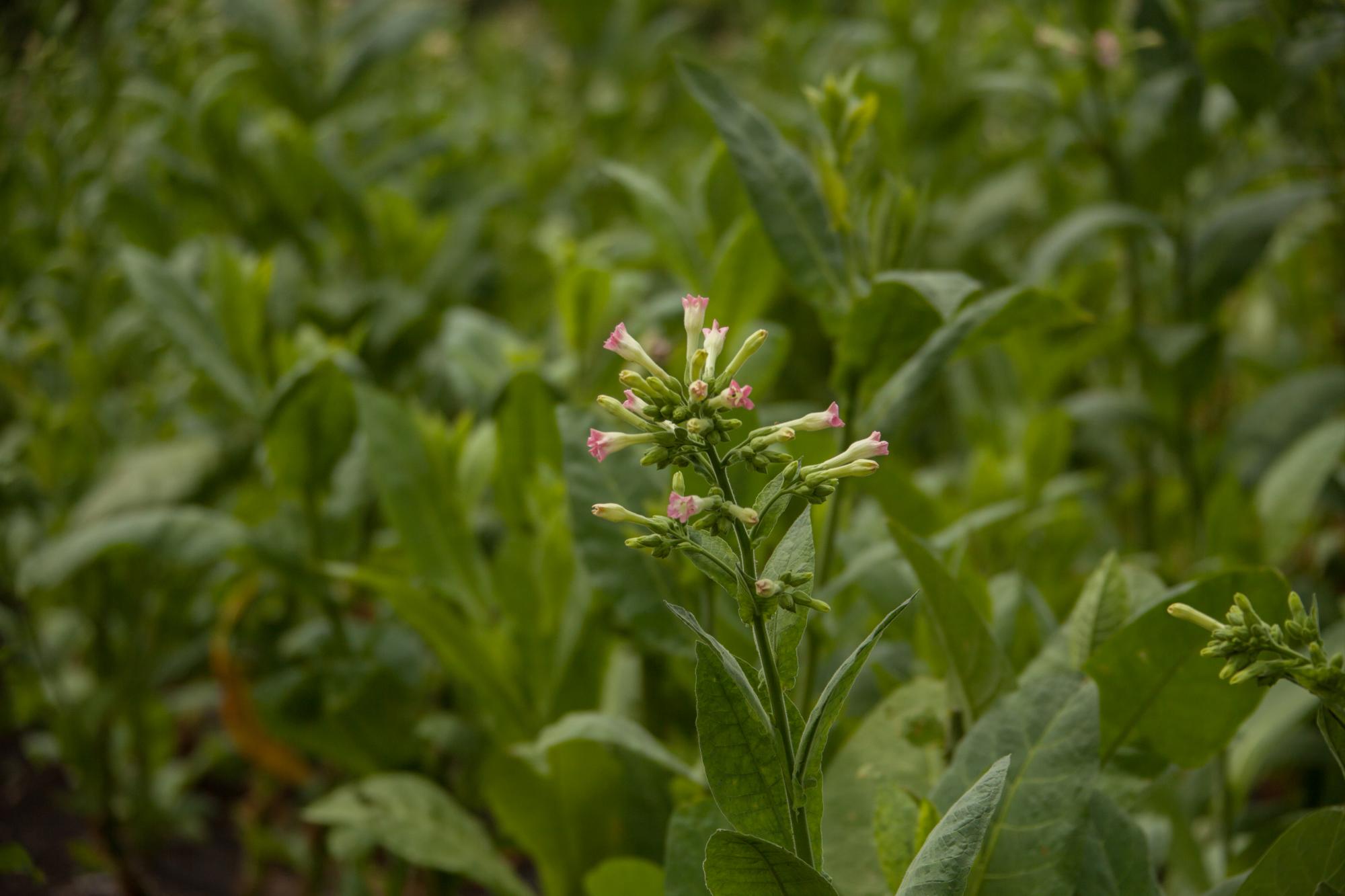 La industria del tabaco mueve entorno a 2,000 millones de dólares en Chile.
