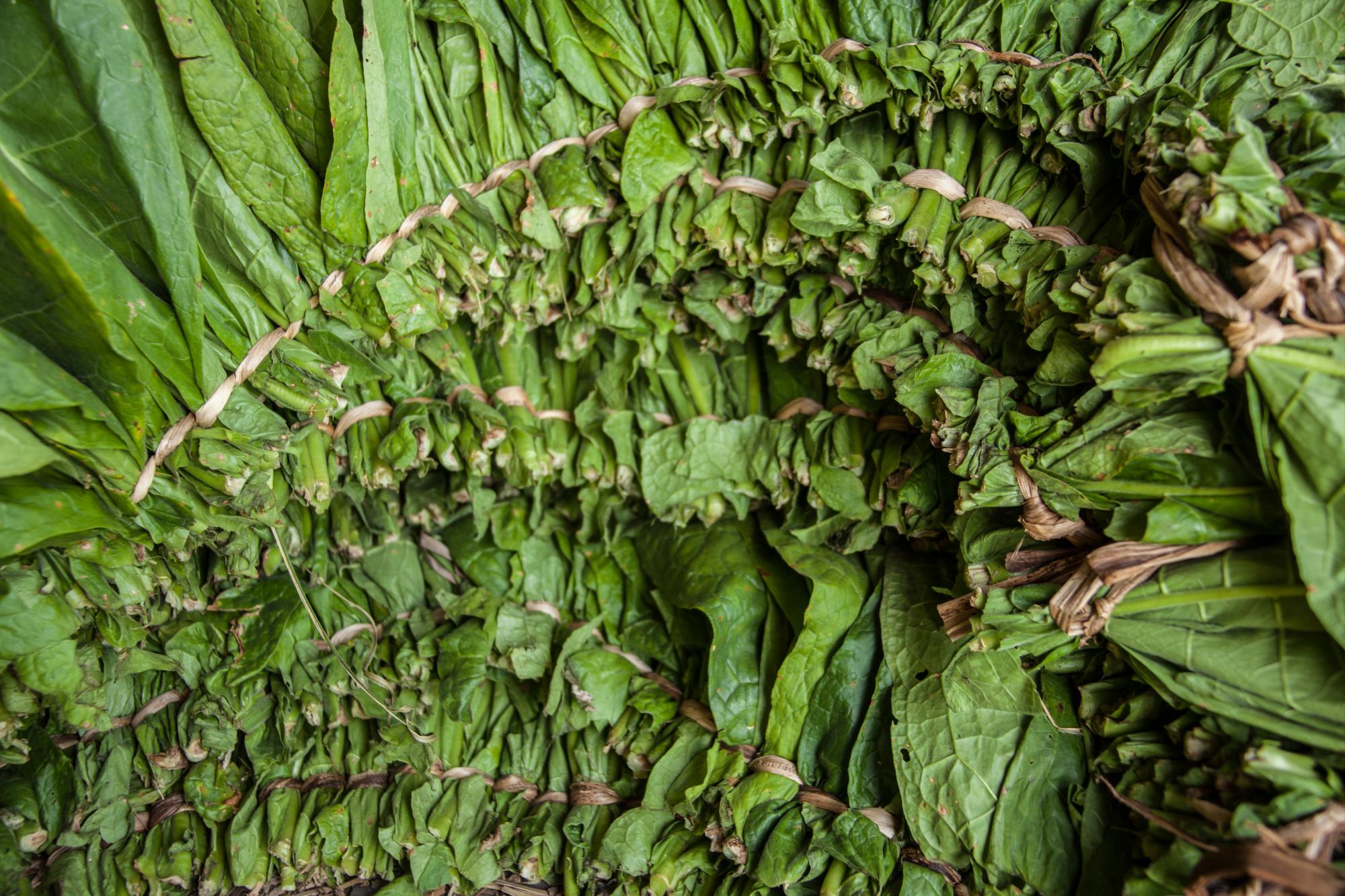 El tabaco se amarra en sartas antes del proceso de curación.