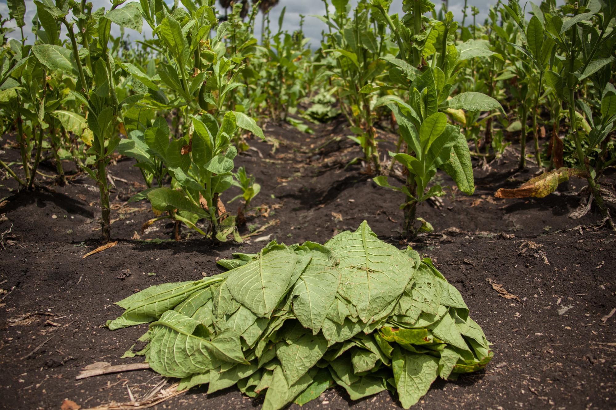 BAT advierte por su parte que estas medidas harían subir los niveles de contrabando y mercado negro.