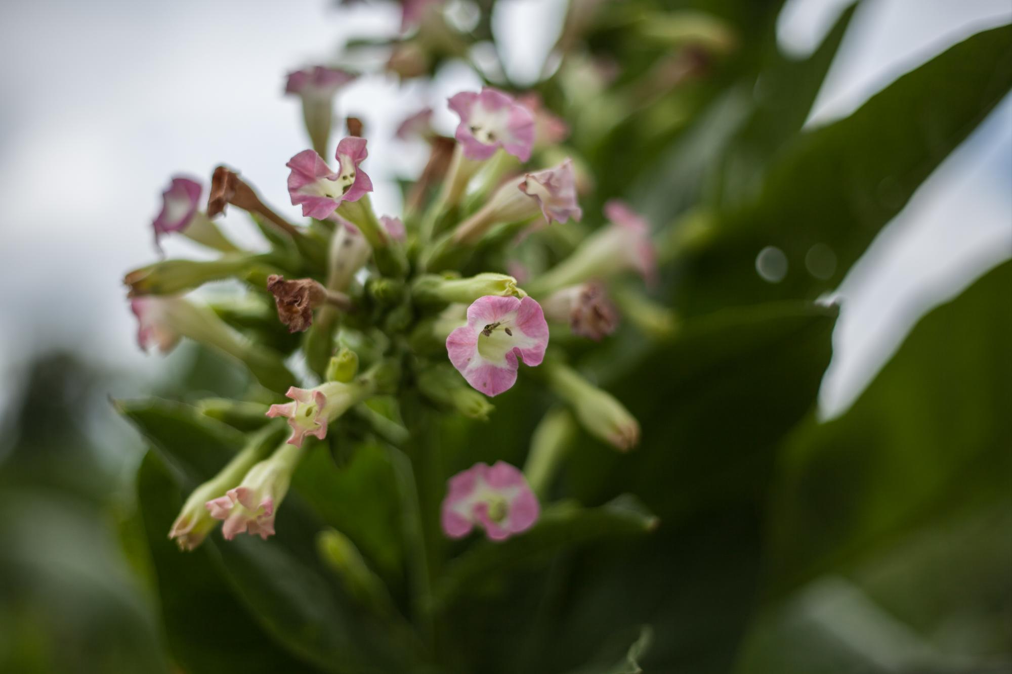 Chile ya es uno de los países con las reglas sobre control de tabaco más fuertes.