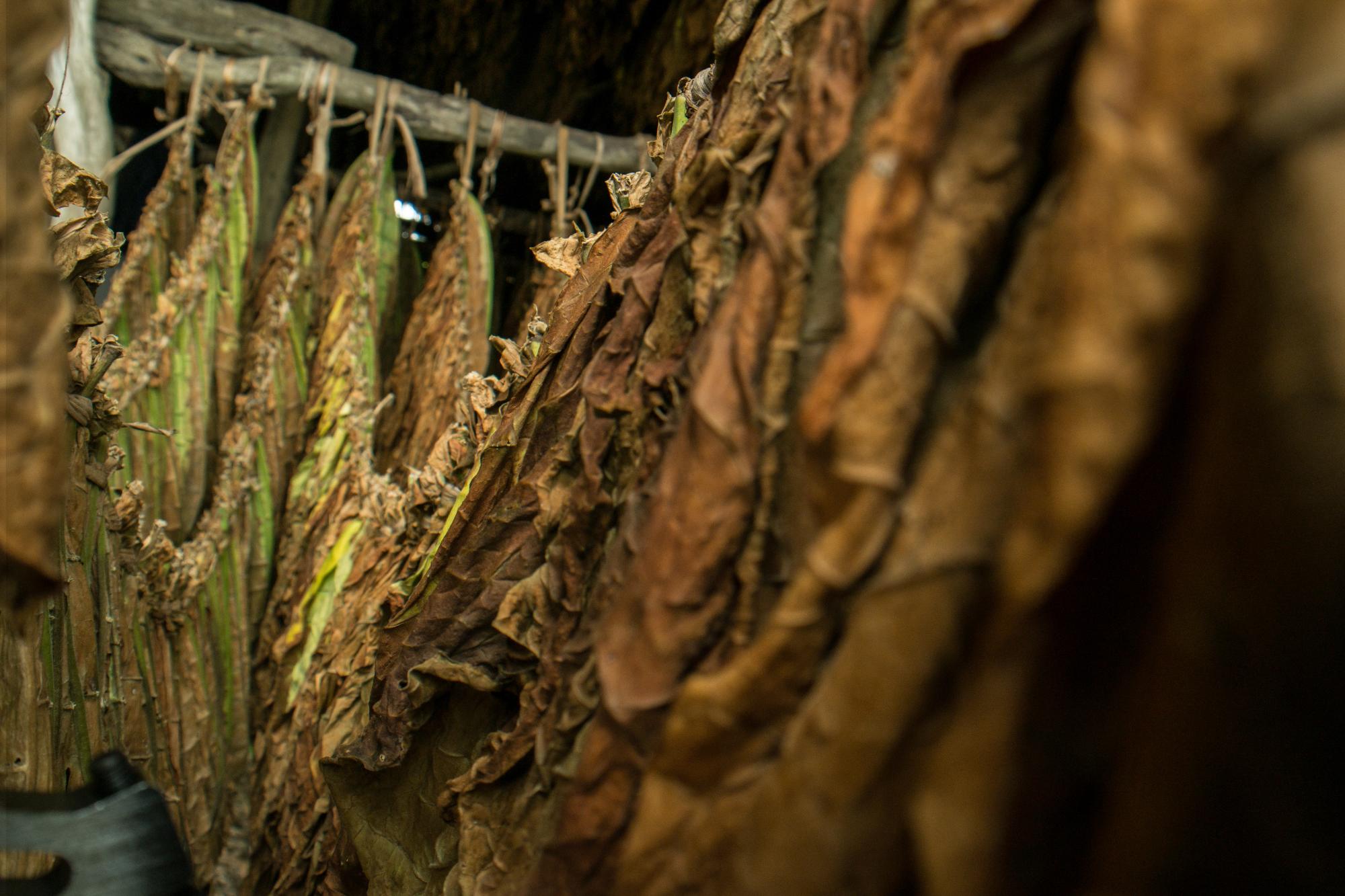 Sartas de tabaco secando en un rancho en la provincia Espaillat, República Dominicana.
