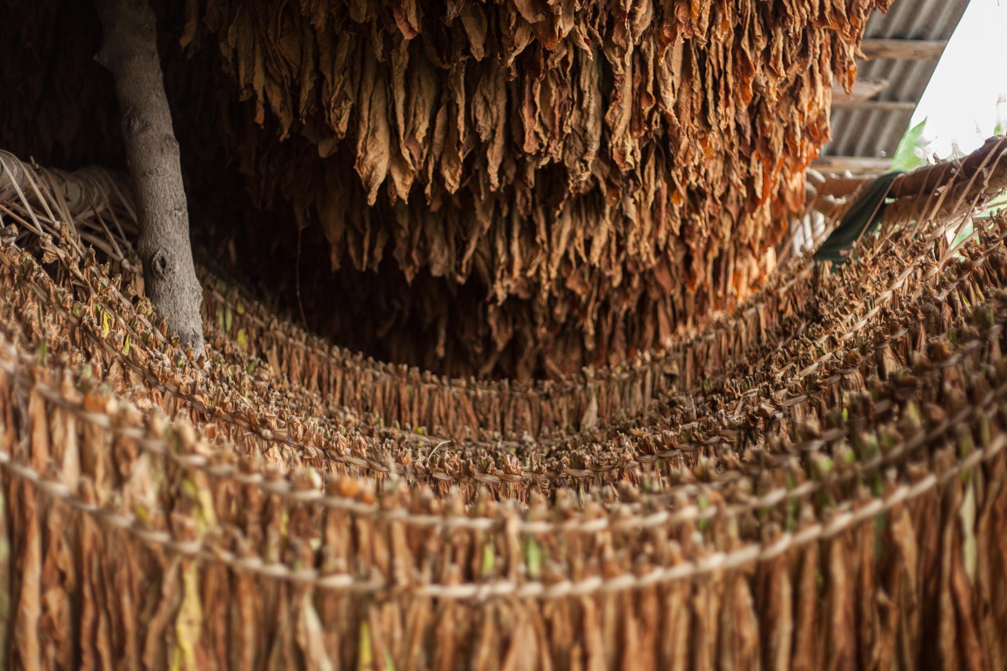 Sartas de tabaco secando en un rancho en la provincia Espaillat, República Dominicana.