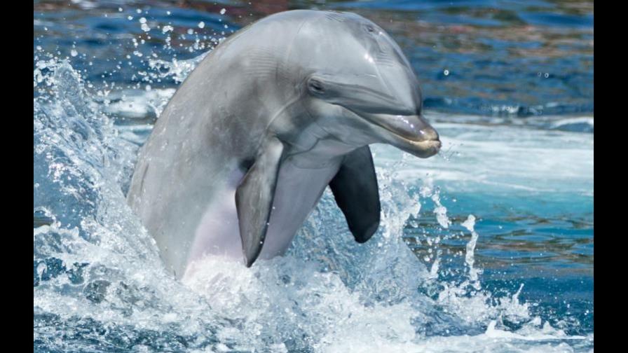 Hamás asegura haber capturado un delfín espía de Israel