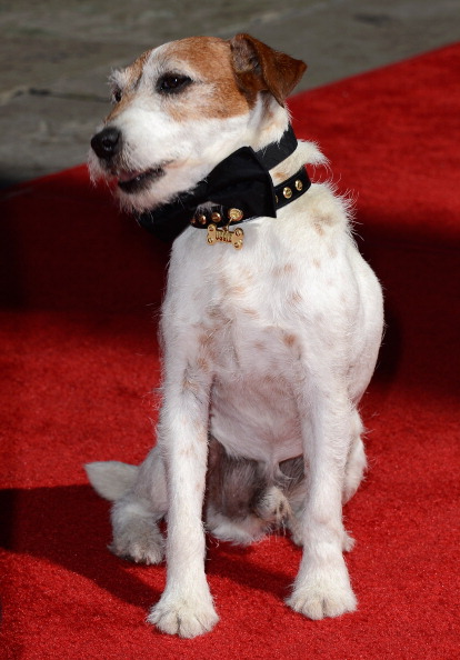 Uggie en la alfombra roja.