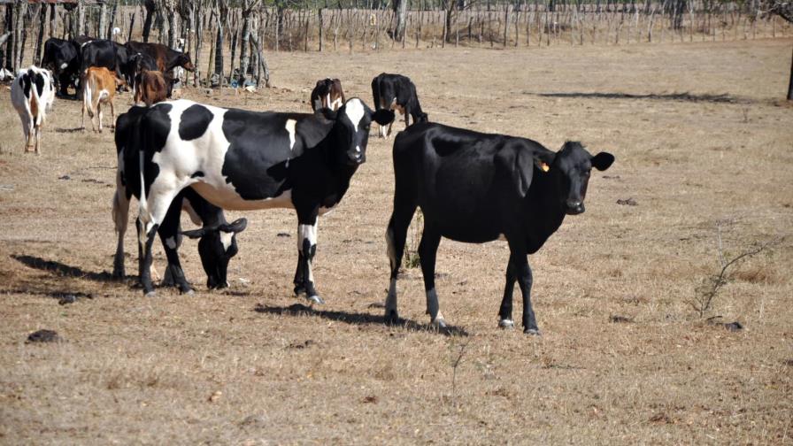 Reportan pérdidas millonarias por efectos de la sequía Reportan pérdidas millonarias por efectos de la sequía