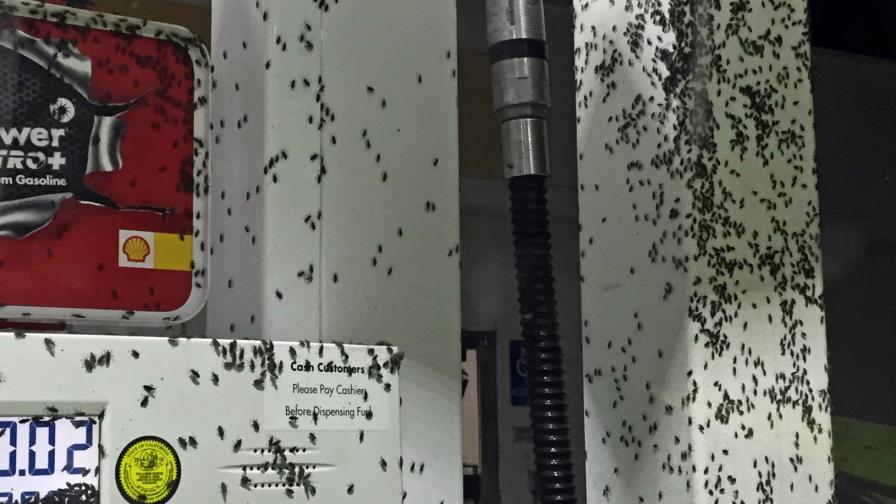 Insectos invaden casas y vehículos en California 