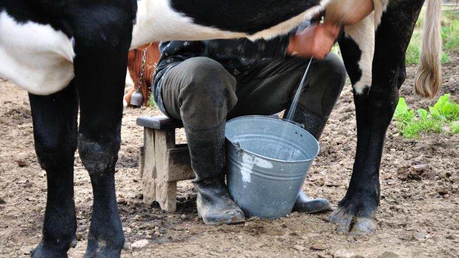 España toma medidas ante el desplome de los precios de la leche 