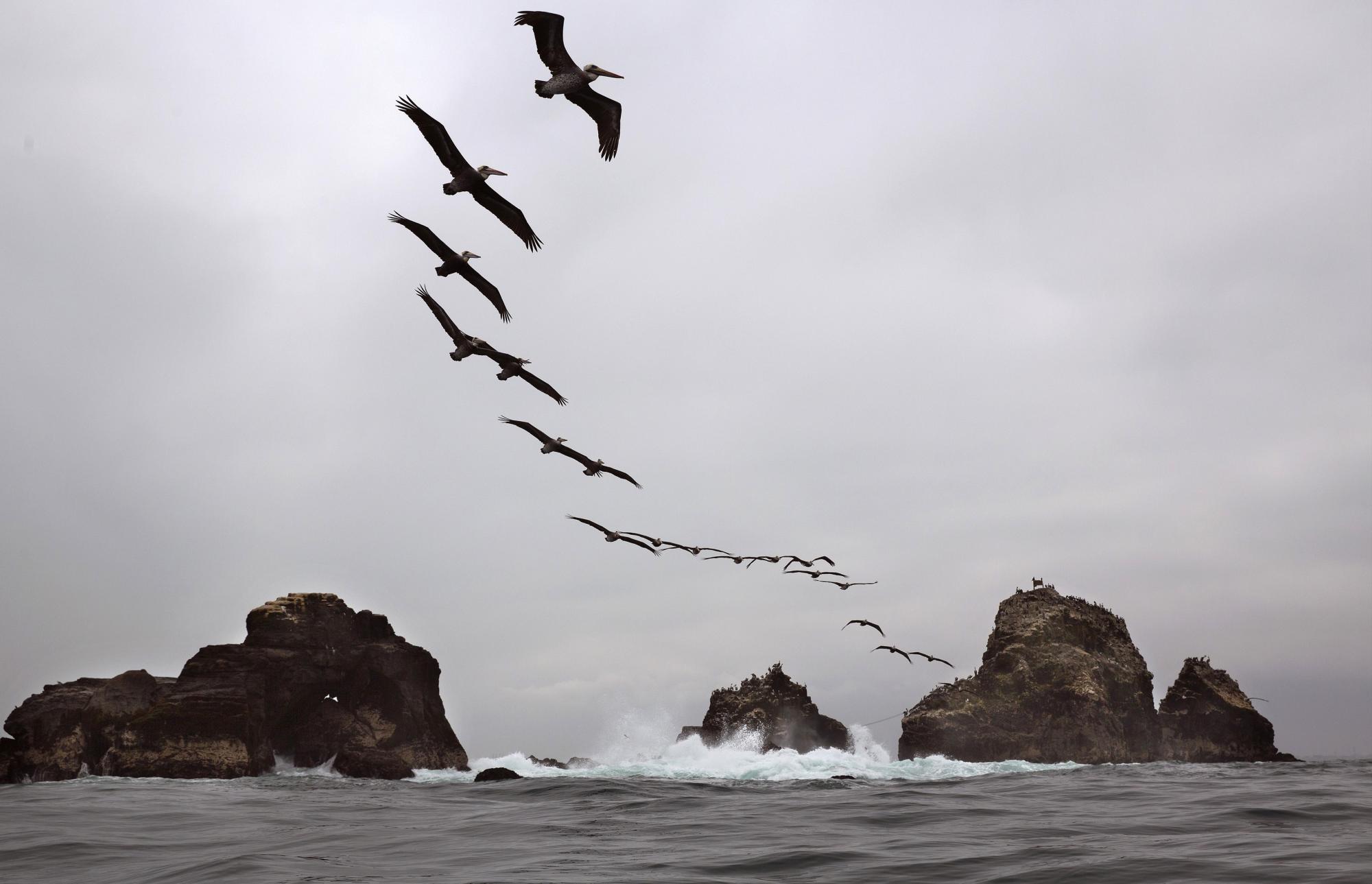 En esta imagen del martes 18 de agosto de 2015, pelícanos volando sobre la ilsa Oladal en Lima, Perú.