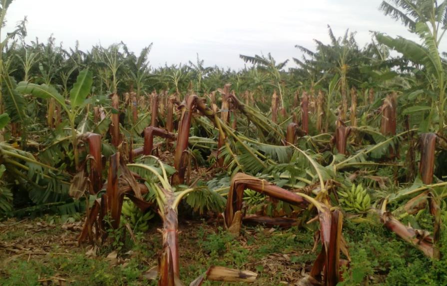 Erika deja pérdidas millonarias en plantaciones de banano
