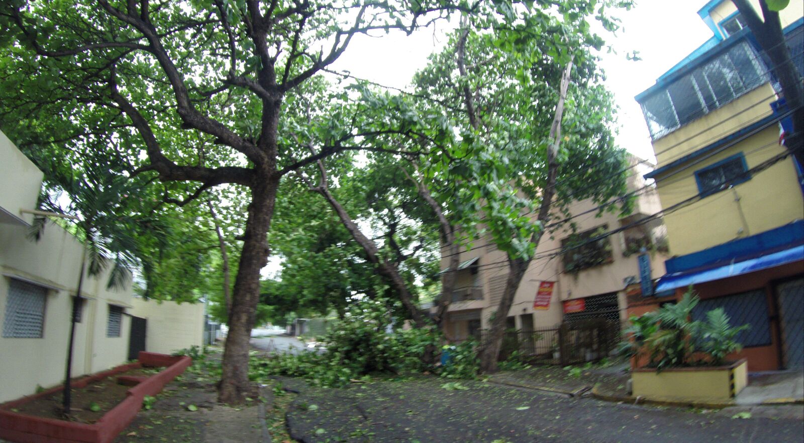 Calle Mahatma Ghandi, próximo a la calle Santiago, vientos derriban un árbol.