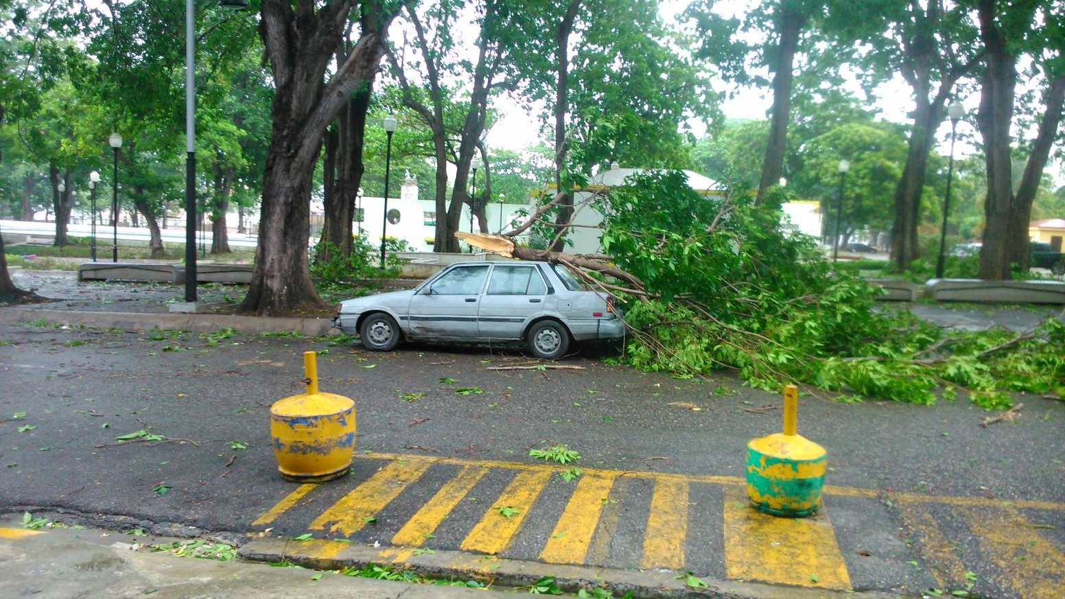 Rama cae sobre vehículos en el entorno del parque Eugenio María de Hostos 