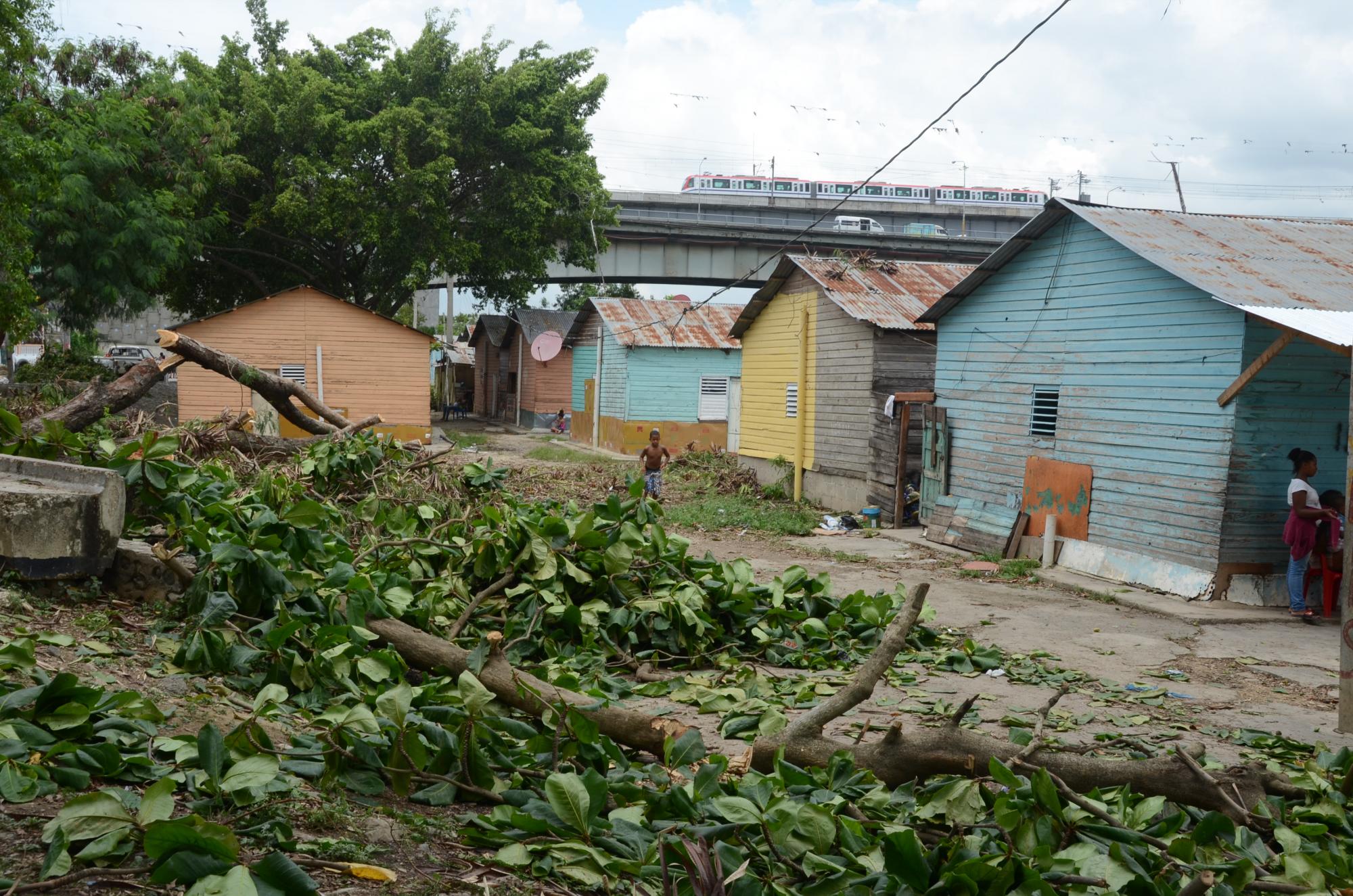 Árbol derribado por las ráfagas de viento de la tormenta Erika en el sector La Zurza, Distrito Nacional.