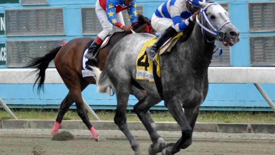 El favorito Half Loyal pasea distancia en el hipódromo V Centenario