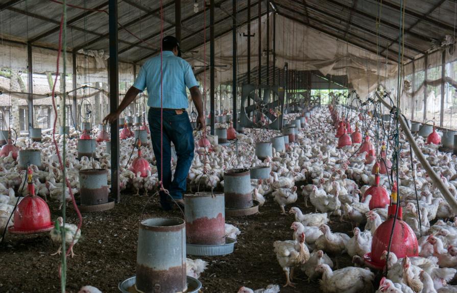 Crecen expectativas de poder exportar pollo a los Estados Unidos y a Haití