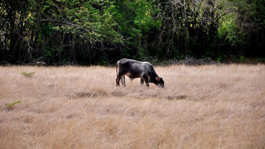 La sequía en el país podría prolongarse hasta más allá de diciembre La sequía en el país podría prolongarse hasta más allá de diciembre