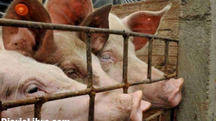 Danilo Medina inaugurará dos congresos de porcicultura en Punta Cana