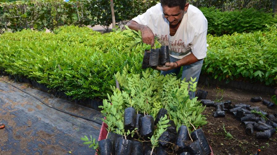 Medio Ambiente afirma que satisface demanda de árboles 