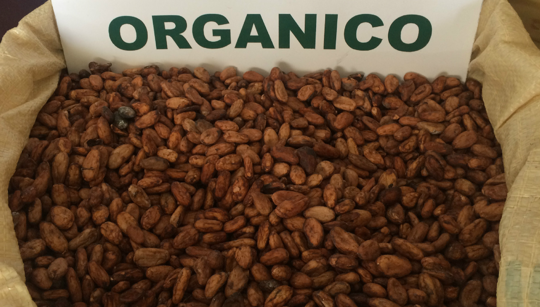 El cacao orgánico del bloque dos de Conacado