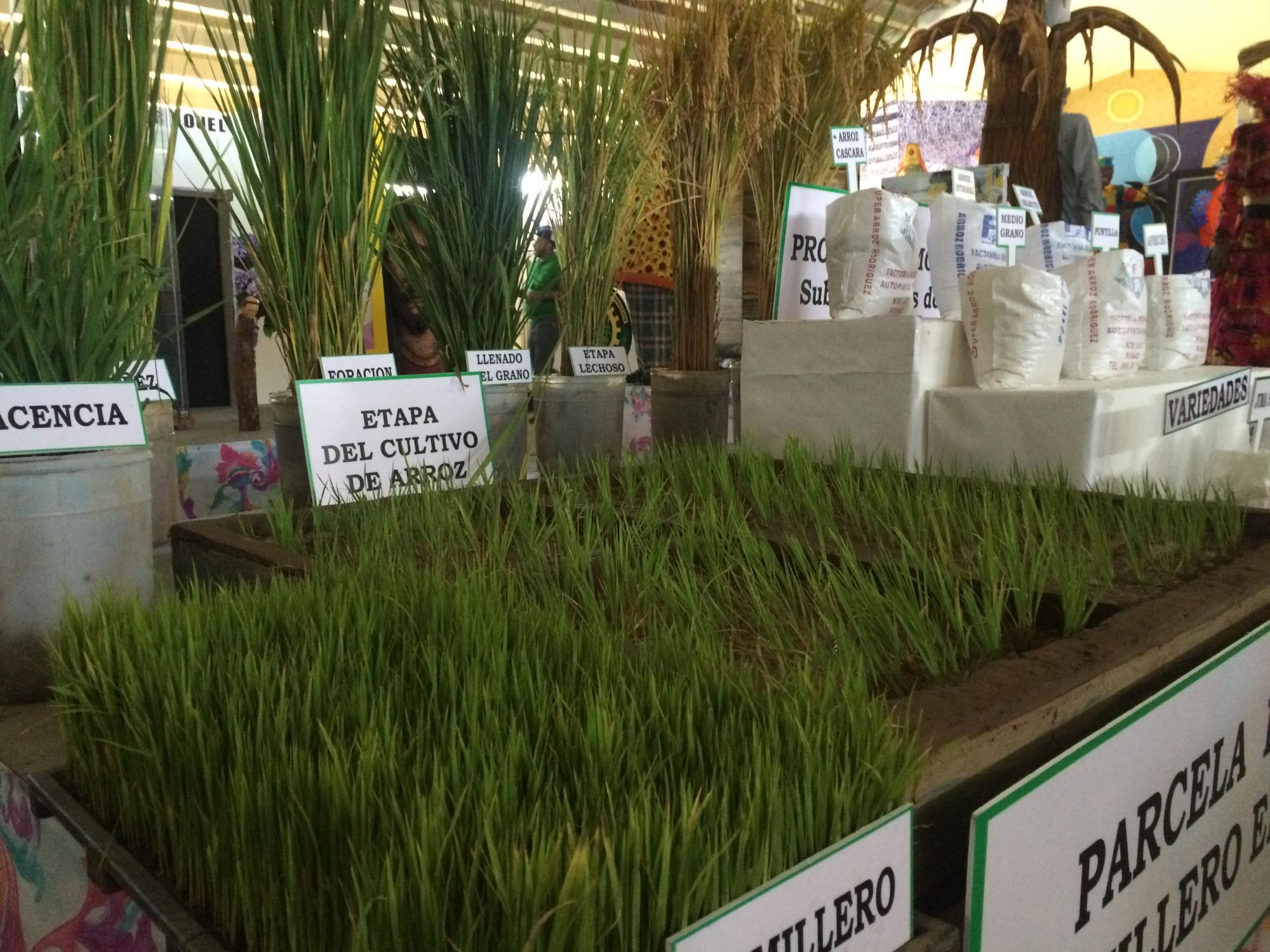 Monseñor Nouel es productora de arroz