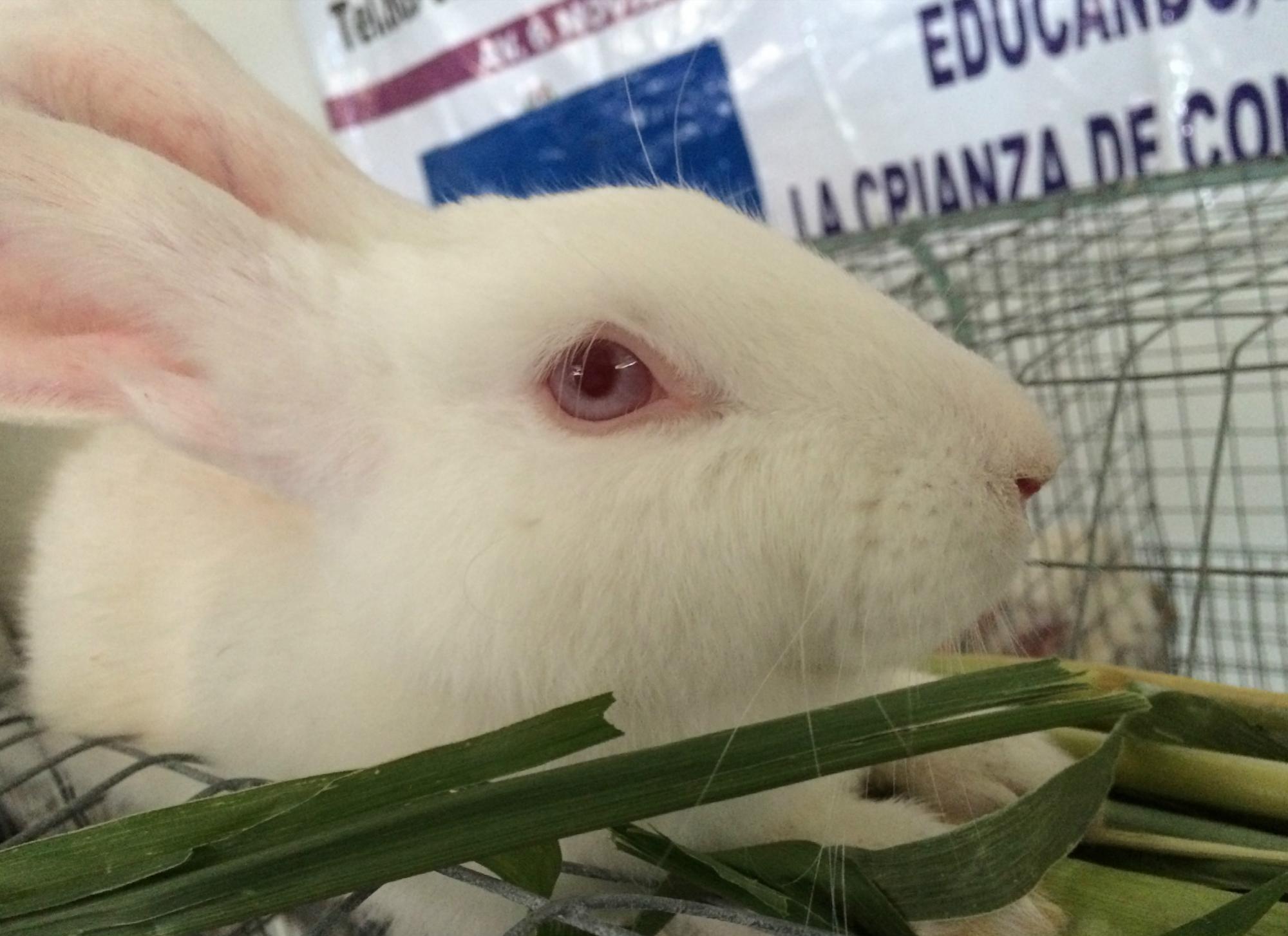 Los conejos criados en San Cristóbal.