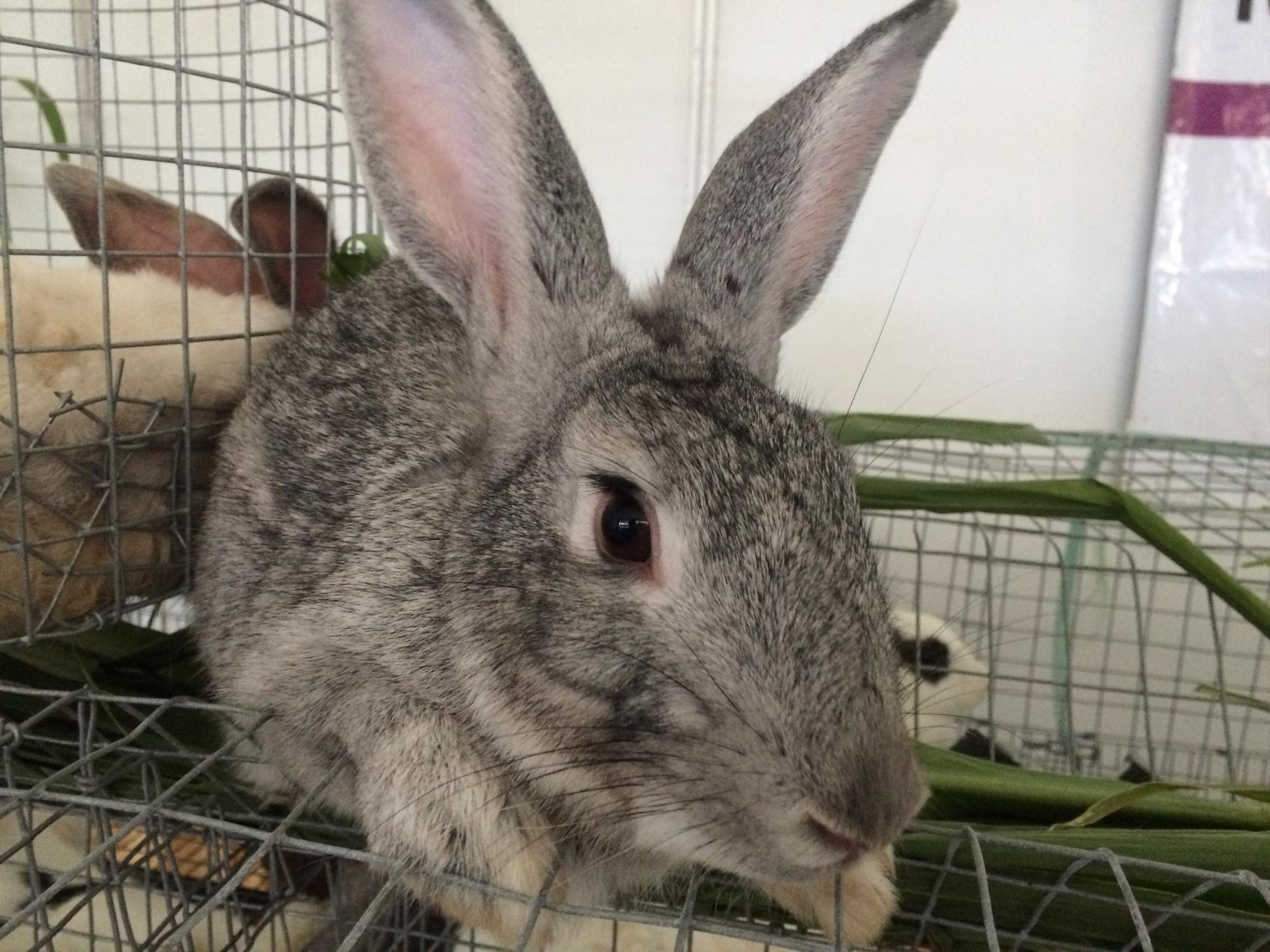 Los conejos criados en San Cristóbal.