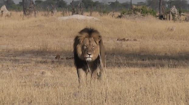Dentista que mató al león Cecil da la cara