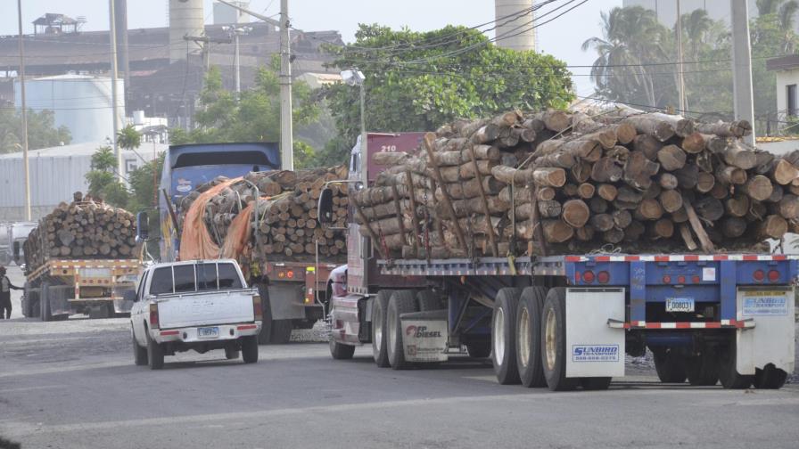 Demandan que Medio Ambiente revise la resolución sobre corte de árboles