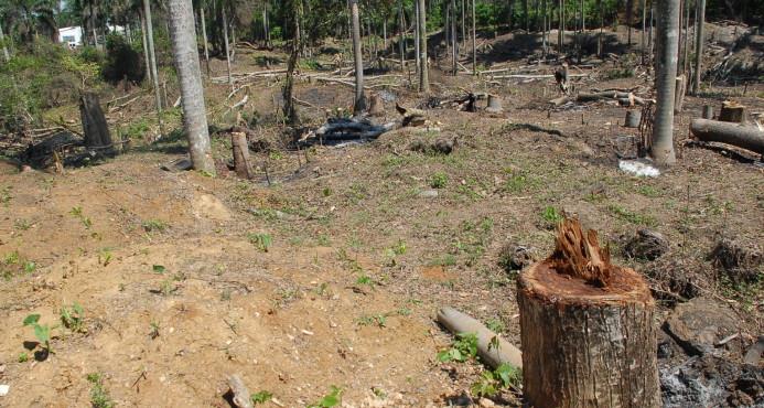 MP pedirá prisión contra el presidente de la  Sala Capitular de Ocoa por quema de árboles