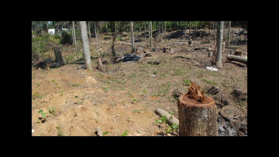 MP pedirá prisión contra el presidente de la  Sala Capitular de Ocoa por quema de árboles