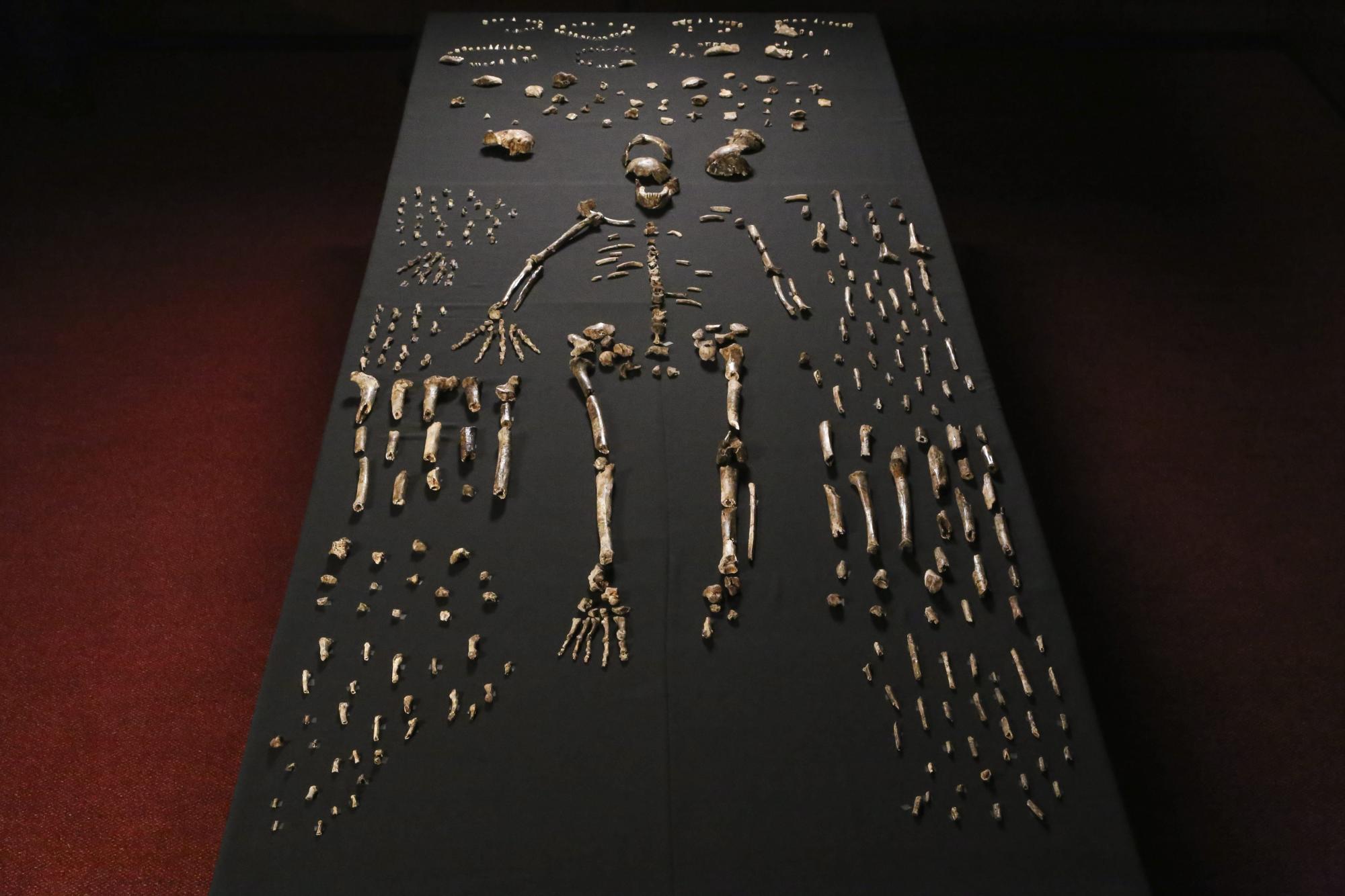 Homo naledi, una nueva especie de homo