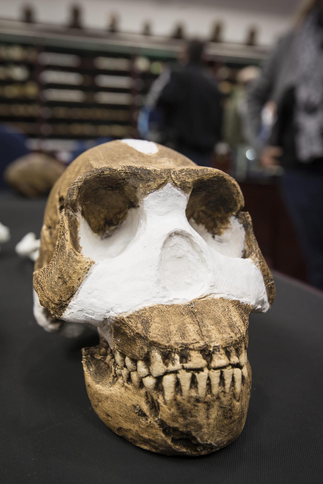 El cráneo de la nueva especie de homínido descubierta el Homo Naledi.
