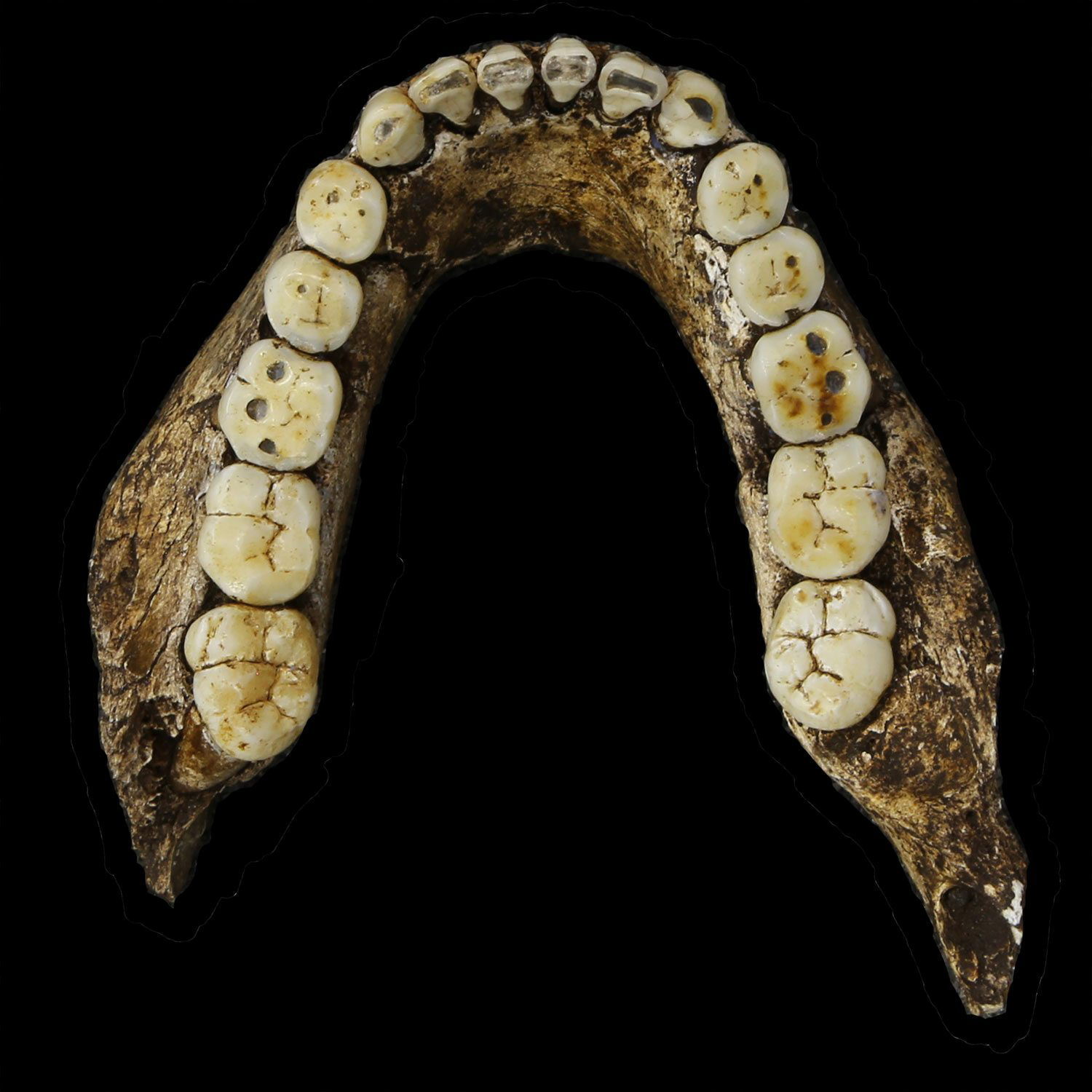 La mandíbula inferior del Homo Naledi.