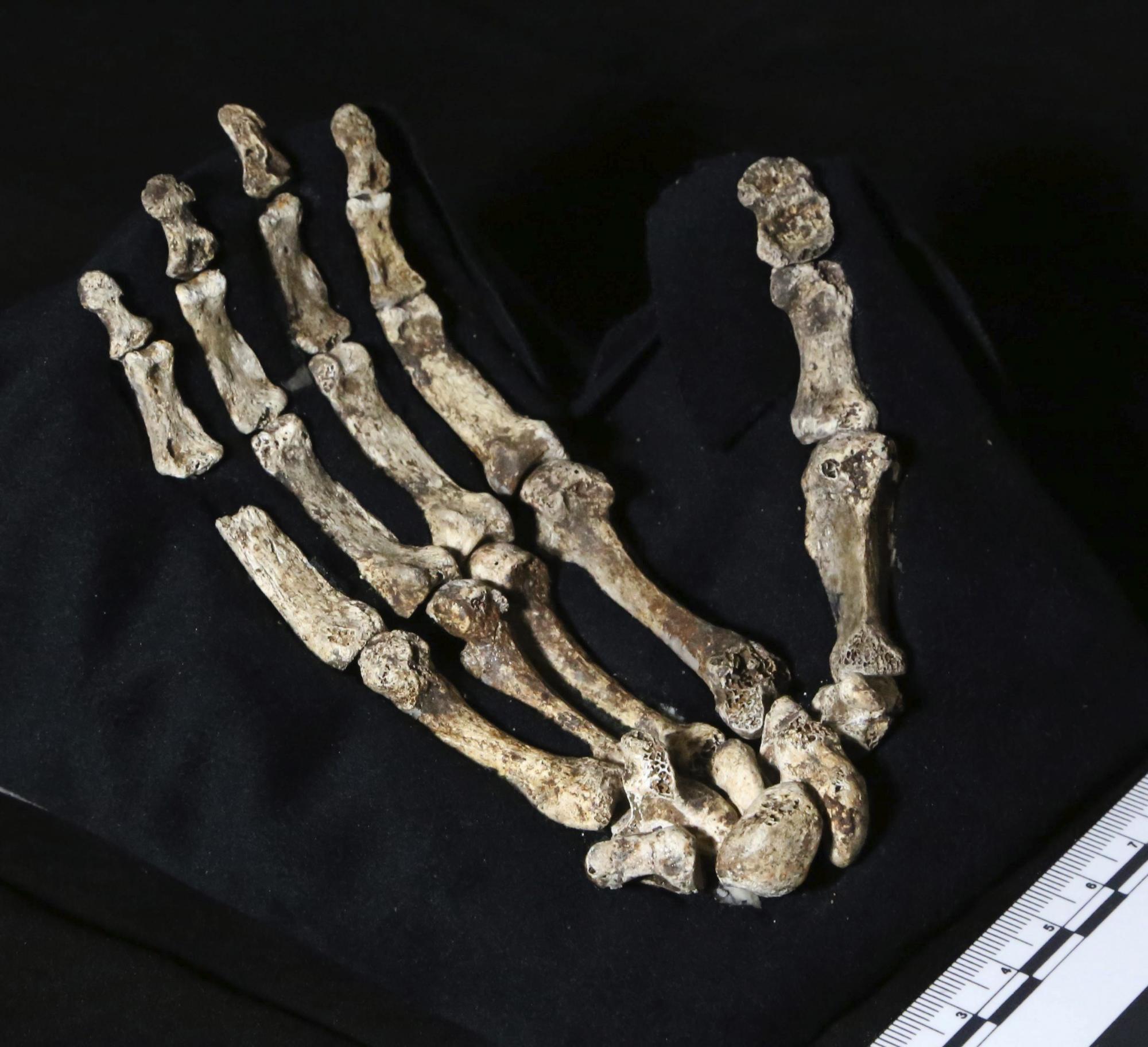 Esqueleto de la mano del Homo Naledi.