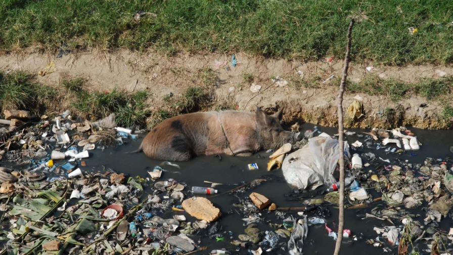 En Hato Mayor del Rey pululan las pocilgas