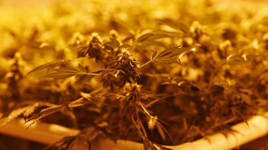 Oferta de marihuana en Colorado por un error en la ley estatal 