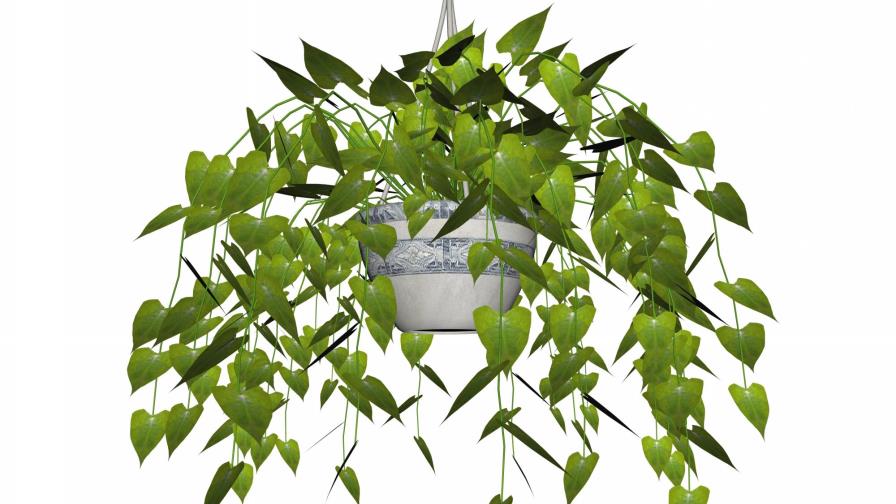 El que a buena planta se arrima...