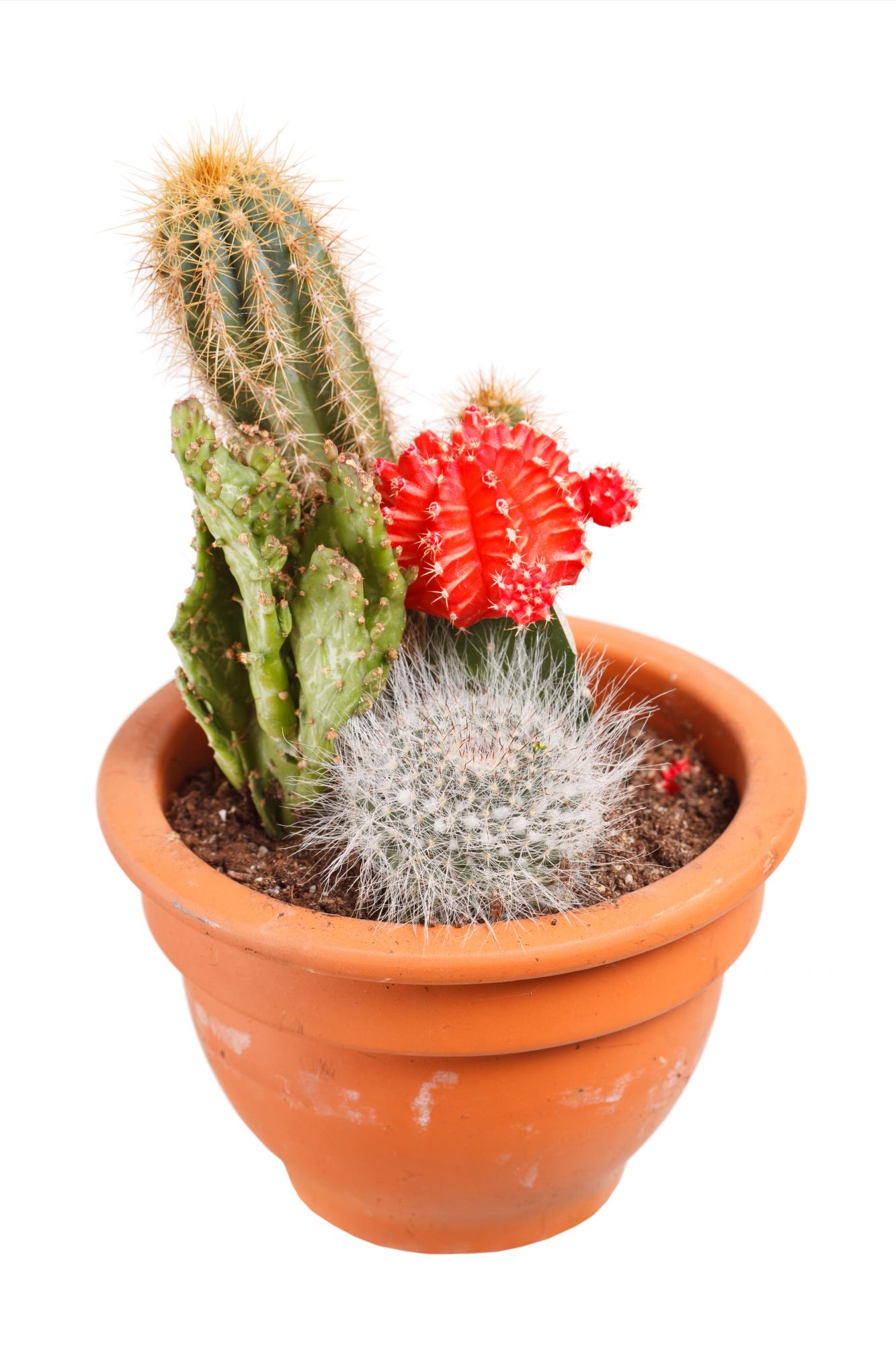 Mini-cactus