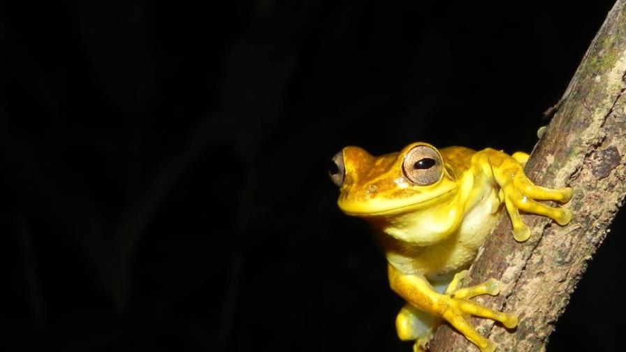 Presentarán guía sobre renacuajos de La Hispaniola