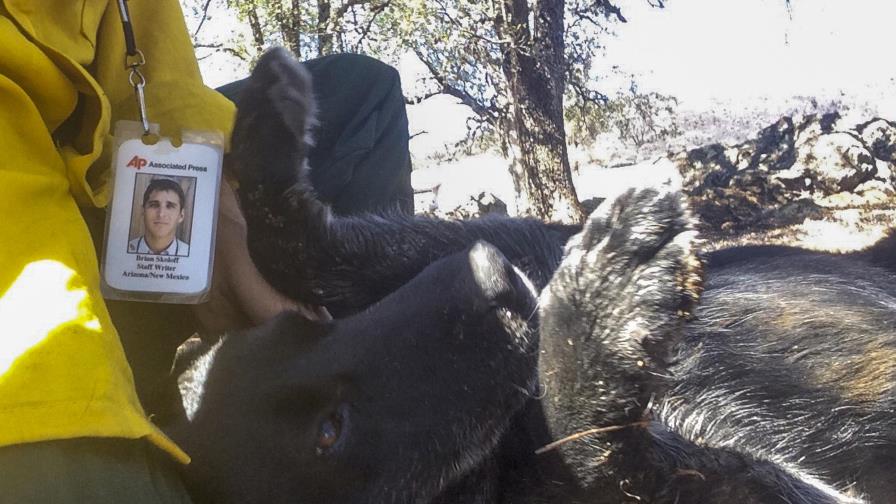 Un hombre y su perra se reencuentran tras incendios de California 