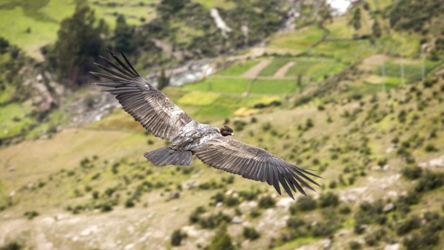 La incógnita del cóndor, el rey de los Andes de Perú