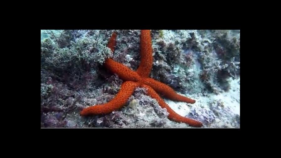 La estrella de mar está muriendo, ¿es responsable el cambio climático?