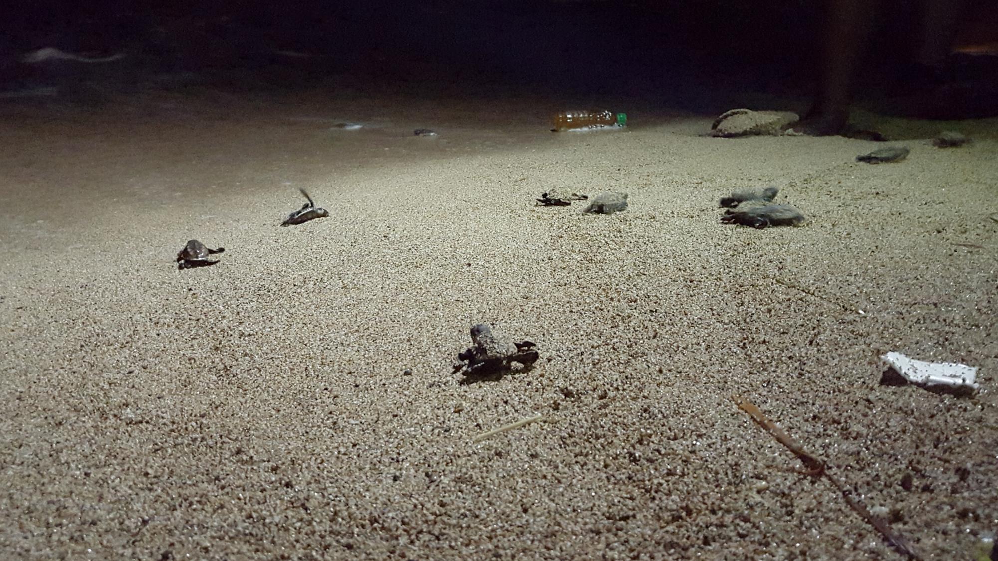 A las 10:30 de la noche las tortugas llegaron al mar.