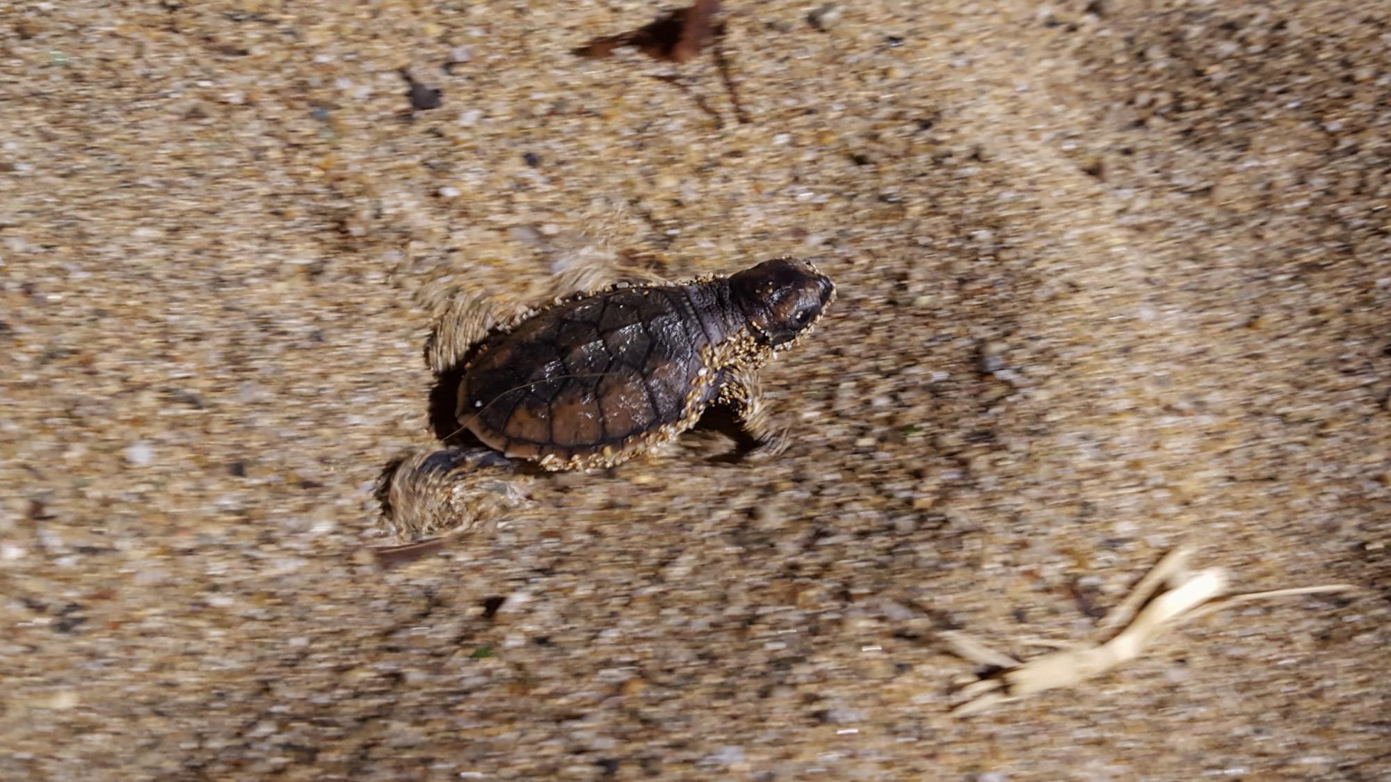 Una tortuguita en la carrera por la supervivencia.