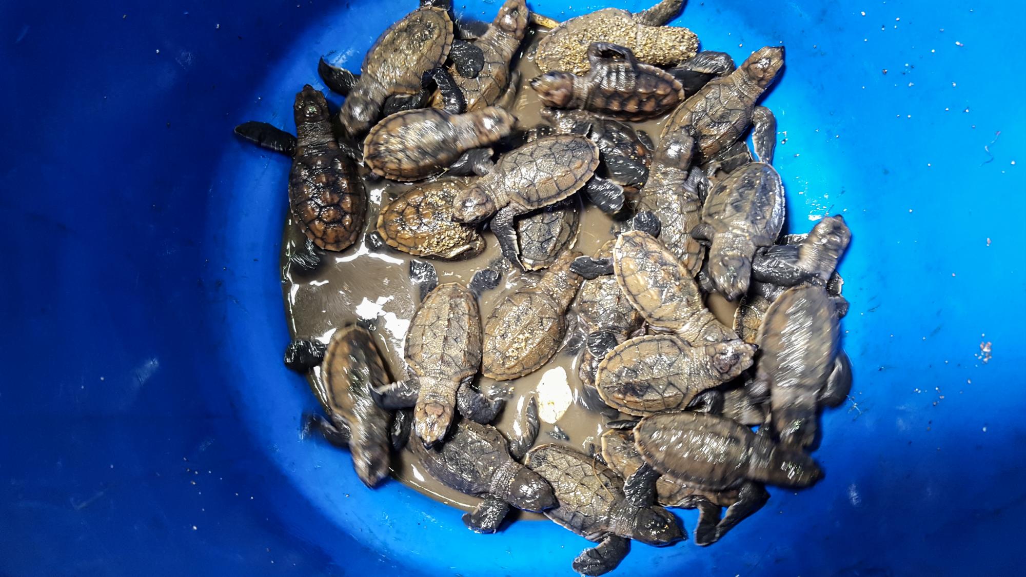 25 tortugas sobrevivieron.
