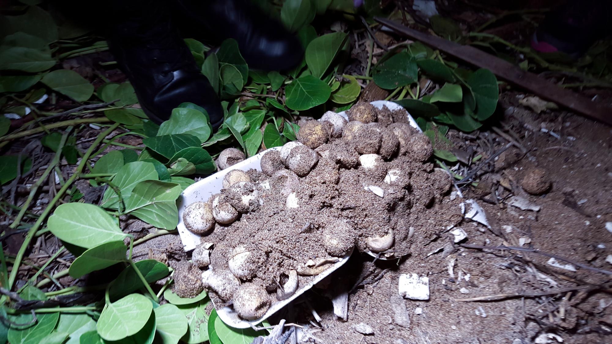 Solo 35 huevos eclosionaron, de un total de 194.