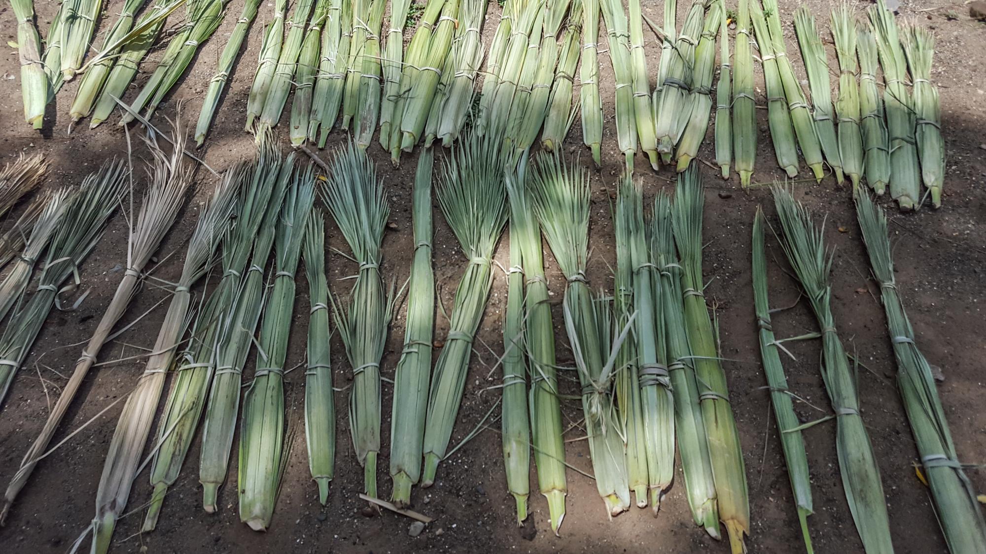 El guano necesita entre unos diez días de sol para secarse.